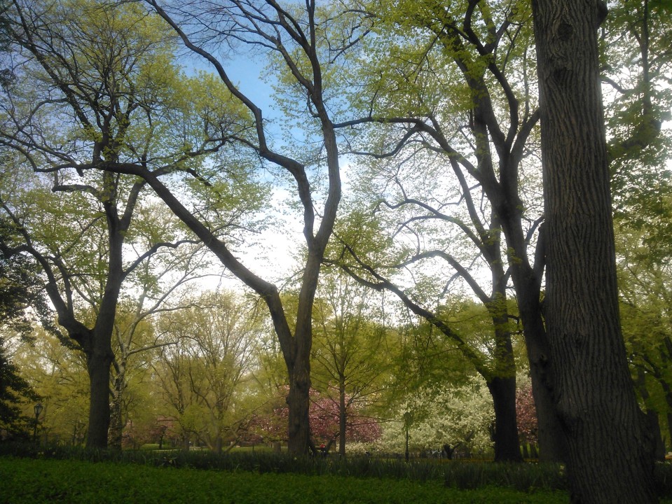 Central Park, New York City (May 2014) X